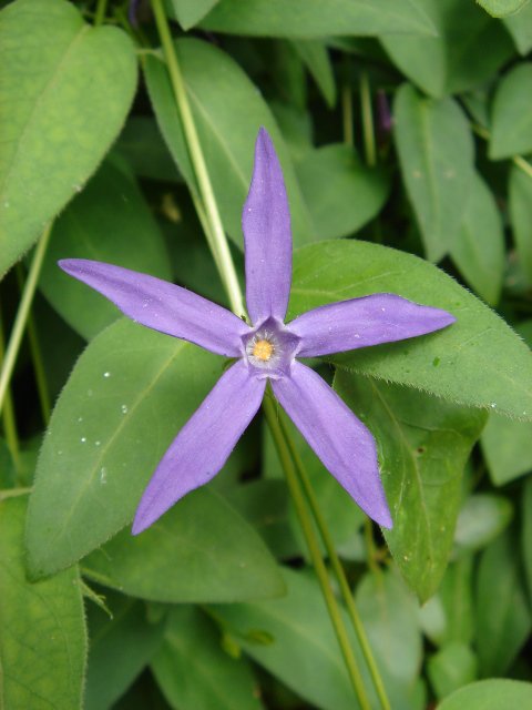 Vinca major 'Difformis'